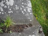image of grave number 835439
